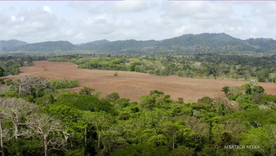 Los beneficios resultantes de la aplicación de técnicas de conservación en la producción ganadera incluyen: salvaguardar la biodiversidad, reducir la deforestación y aumentar la cubierta forestal, reducir la erosión del suelo y asegurar ganancias en la salud y calidad del suelo.