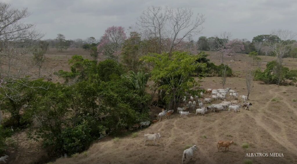 Beneficios sociales, económicos y ambientales de los SSP: Mejora la producción y calidad de pasto, contribuye al aumento de los ingresos familiares (madera, frutas, leña), mayor disponibilidad de alimento para los animales, garantiza productos (leche y carne) de buena calidad