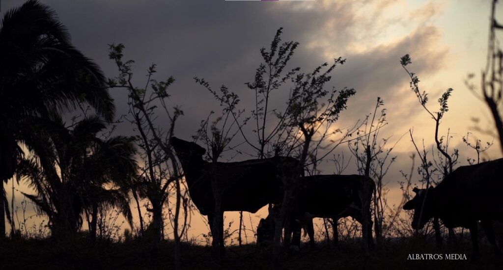 Al sembrar árboles hacemos frente al calentamiento, y tus vacas tendrán como alimentarse cuando llega el Fenómeno de El Niño.