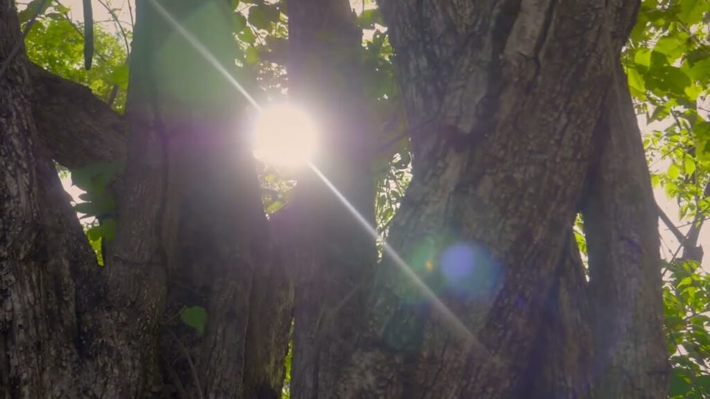 Importancia de arboles y arbustos en potreros (versión corta)